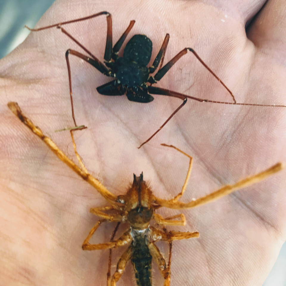 Urban Desert Pest Control project